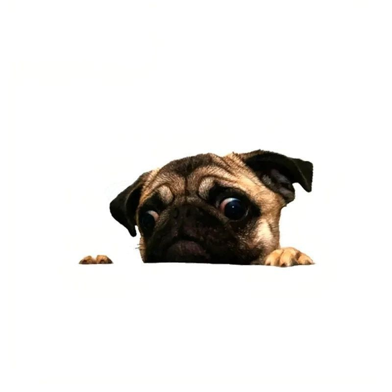 Pug 'Shocked' Vinyl Car Peeker Sticker