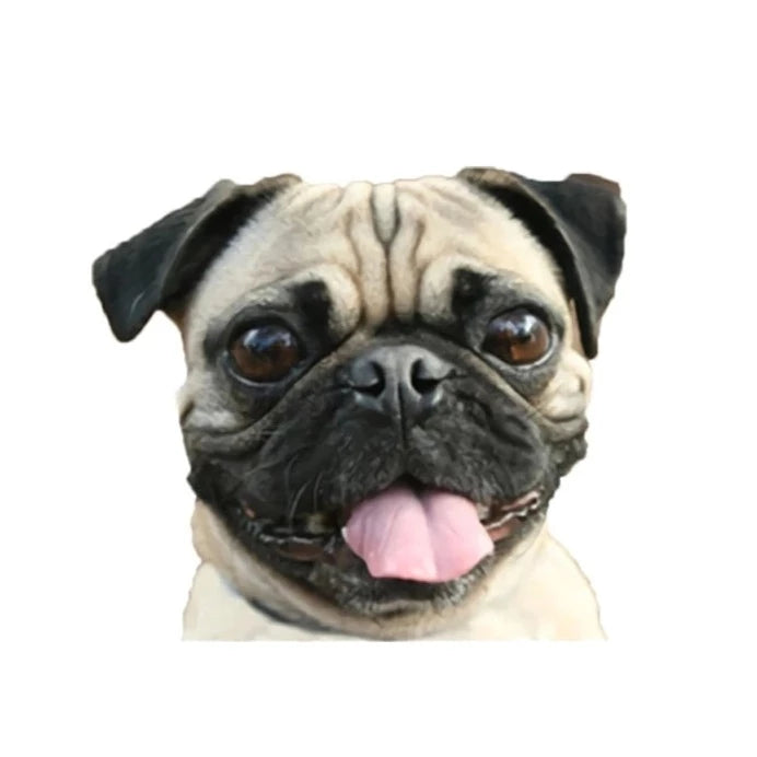 Pug 'Tongue Out' Vinyl Car Peeker Sticker