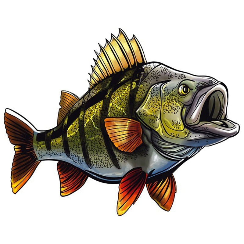 Fish 'Striped Perch | Hungry' Vinyl Car Sticker