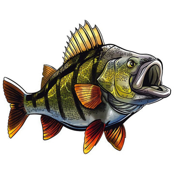 Fish 'Striped Perch | Hungry' Vinyl Car Sticker