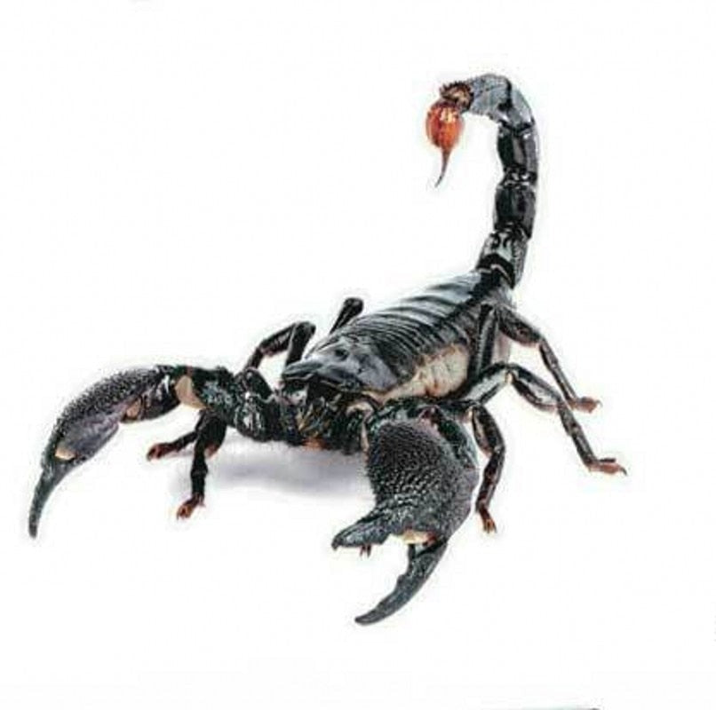 Emperor Scorpion Vinyl Car Sticker