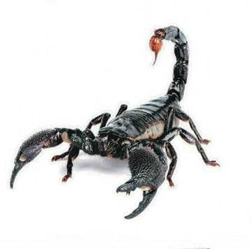 Emperor Scorpion Vinyl Car Sticker
