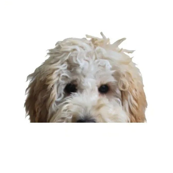 Labradoodle Dog 'Toy Poodle' Vinyl Car Peeker Sticker