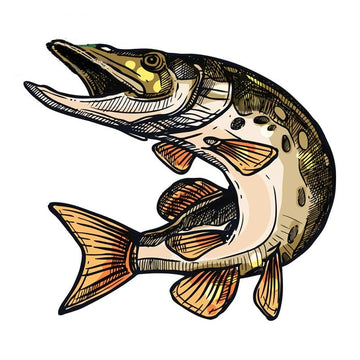 Fish 'Muskellunge | Golden Black' Vinyl Car Sticker