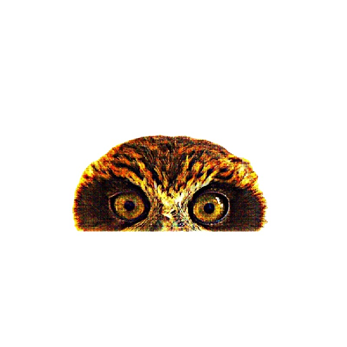 Owl 'Binocular Eyes' Vinyl Car Peeker Sticker