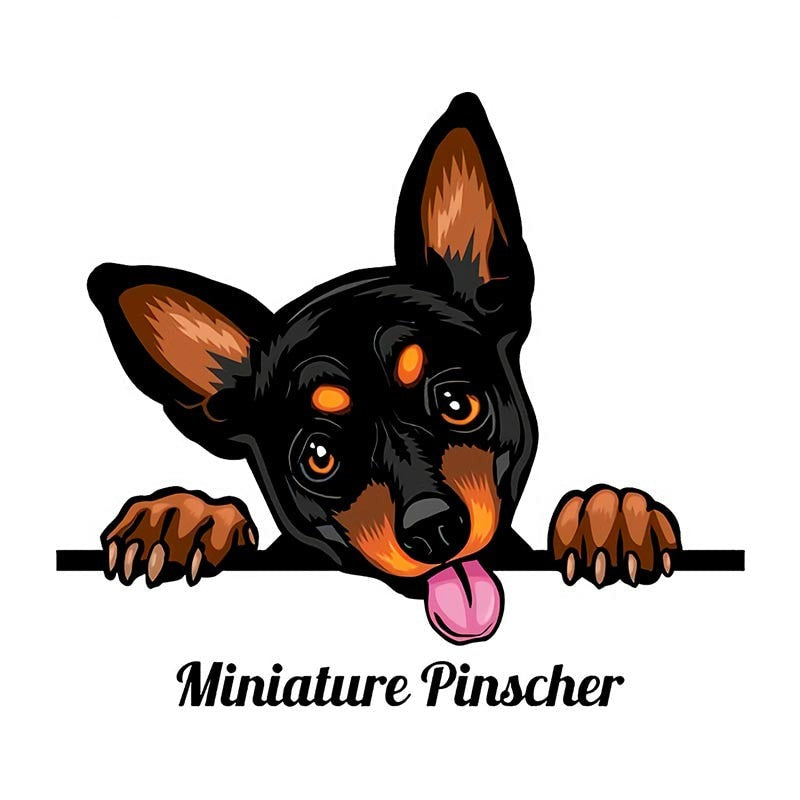 Miniature Pinscher 'Tongue Out' Vinyl Car Peeker Sticker