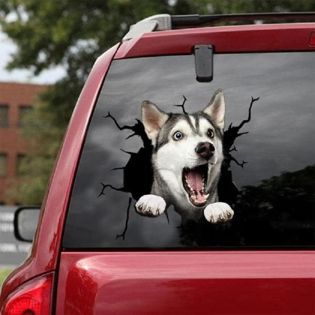 Siberian Husky 'Shocked' Car Window Vinyl Sticker